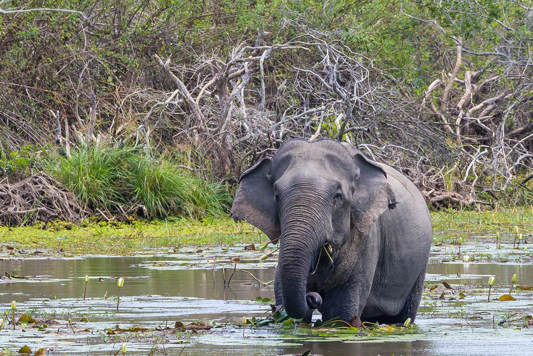 Kumana National Park