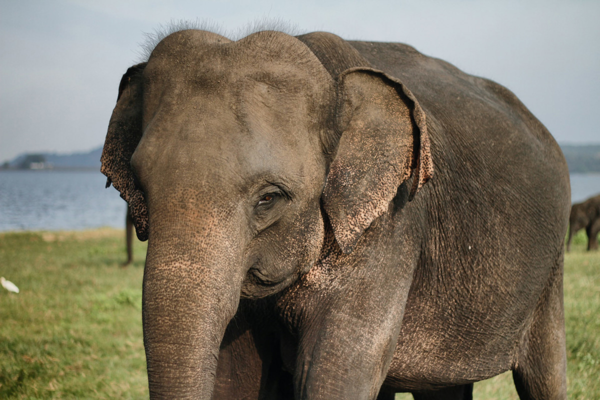 Minneriya National Park