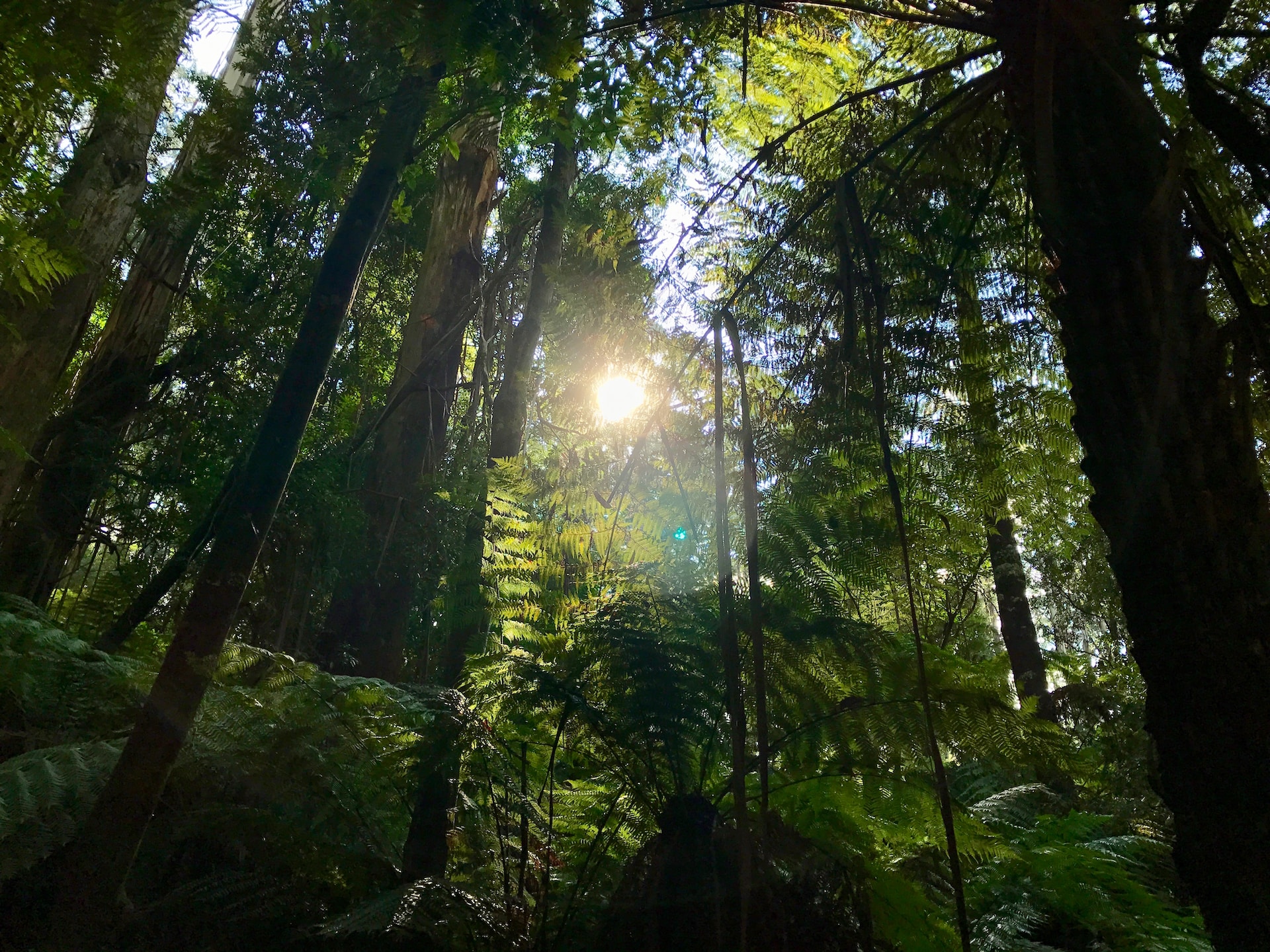 Sinharaja National Park