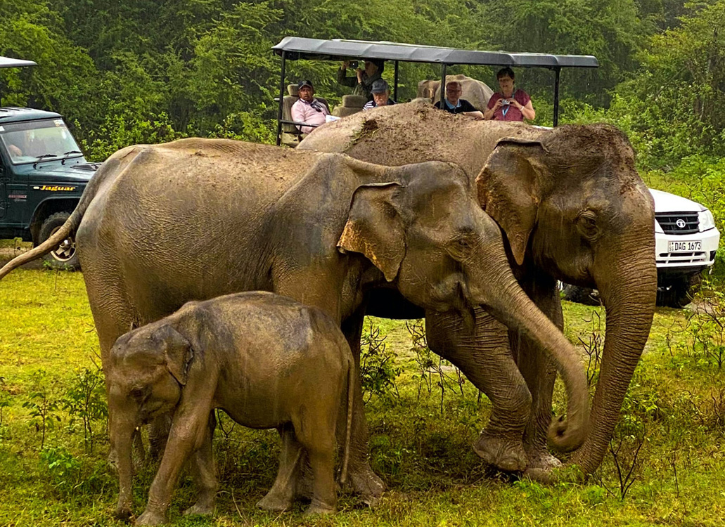 Udawalawe National Park