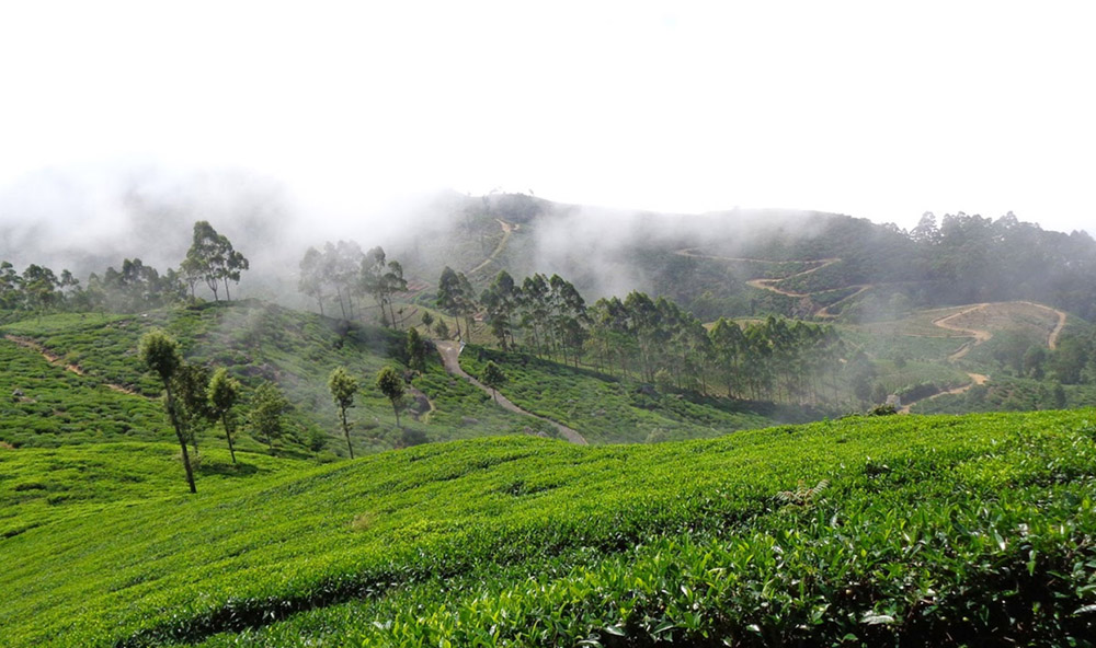 Nuwara Eliya